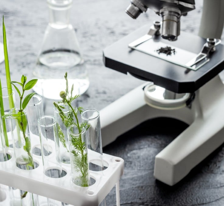 Biomímesis: observar la naturaleza y emular soluciones en pro de la sostenibilidad