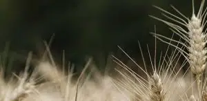 MAPFRE AM mide la huella de carbono en las carteras de inversión MAPFRE AM mide la huella de carbono en las carteras de inversión